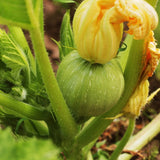 20 Graines de Courgette Ronde Tondo Chiaro Di Nizza