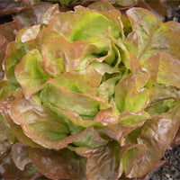 50 Graines de Laitue Pommée Merveille des quatres saisons, Lactuca Sativa