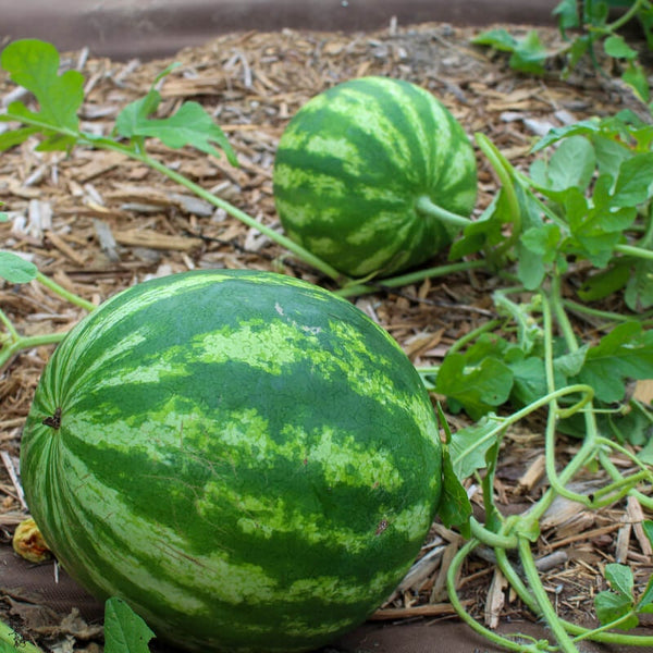 20 Graines de Pastèque Crimson Sweet, Citrullus Lanatus