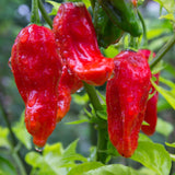 20 Graines de Piment Bhut Jolokia, Capsicum Chinense