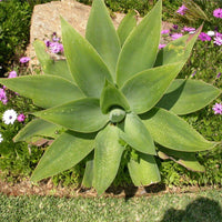 Graines de Agave Attenuata, Cou de Cygne, Queue de Renard