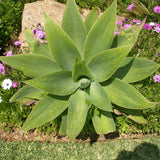 Graines de Agave Attenuata, Cou de Cygne, Queue de Renard