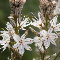 10 Graines de Asphodelus Albus, Asphodèle Blanc