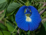 Graines de Pois Bleu, Clitoria ternatea