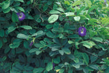 Graines de Pois Bleu, Clitoria ternatea