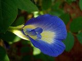 Graines de Pois Bleu, Clitoria ternatea