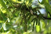 Graines de Pacanier, Carya illinoinensis, Noyer de Pécan