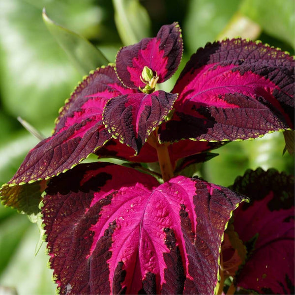 10 Graines de Coléus, Coleus Blumei