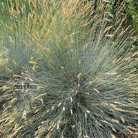 50 Graines de Festuca Glauca Blue Select, Fétuque Bleue