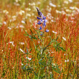 Graines de Lupin d'Espagne, Lupinus Hispanicus