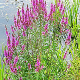 100 Graines de Salicaire, Lythrum Salicaria