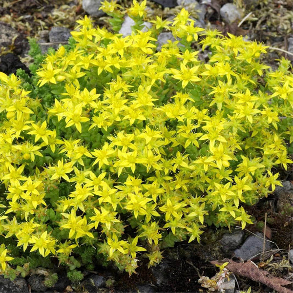 50 Graines de Sedum Acre, Poivre de Muraille