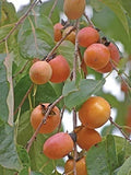 Graines de Plaqueminier de Virginie, Diospyros Virginiana