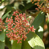 Graines de Viburnum Rhytidophyllum, Viorne à feuilles ridées