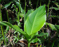 Graines de Canna, Canna indica