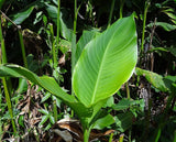 Graines de Canna, Canna indica