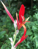 Graines de Canna, Canna indica