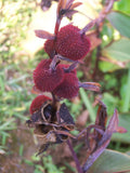 Graines de Canna, Canna indica