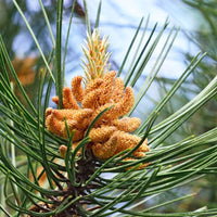 Graines de Pin Nain des Montagnes, Pinus Mugo Subsp. Mugo