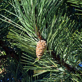 Graines de Pin Nain des Montagnes, Pinus Mugo Subsp. Mugo