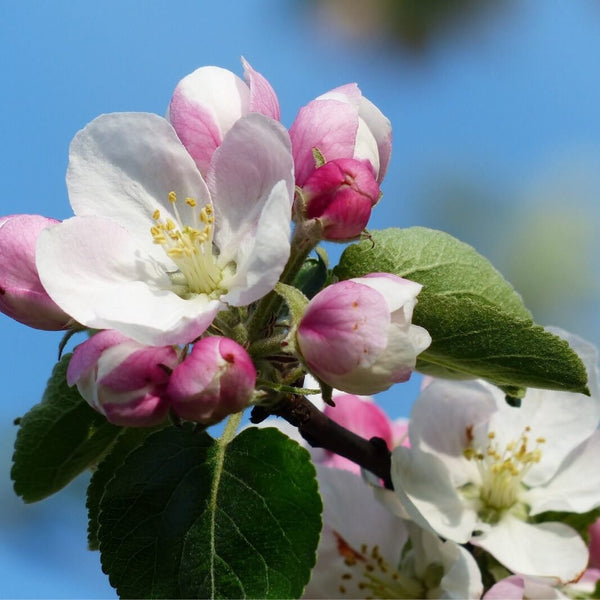 Graines de Malus Communis, Pommier Franc, Malus Sylvestris