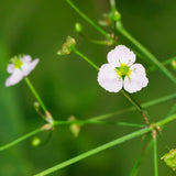 100 Graines de Plantain d'eau, Alisma Plantago Aquatica