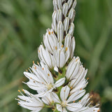 10 Graines de Asphodelus Albus, Asphodèle Blanc