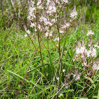 10 Graines de Asphodelus Albus, Asphodèle Blanc