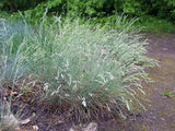 50 Graines de Festuca Cinerea, Fétuque Bleue