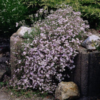 50 Graines de Gypsophile Rampante Rose, Gypsophila Repens Rosea