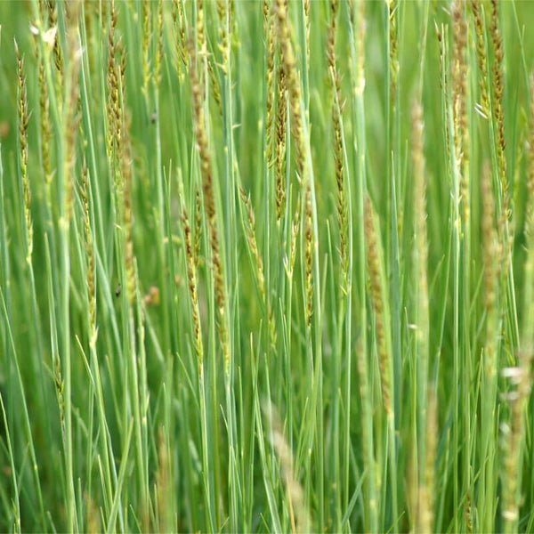 100 Graines de Mélique Ciliée, Melica Ciliaca