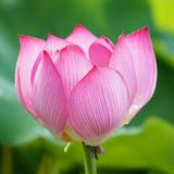 Graines de Lotus Sacré, Nelumbo Nucifera