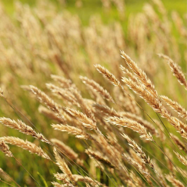 200 Graines de Phalaris Canariensis, Alpiste