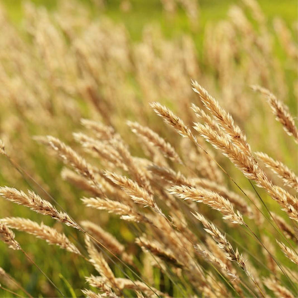 100 Graines de Phalaris Canariensis, Alpiste