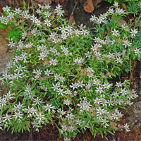 50 Graines de Sedum Album, Orpin Blanc