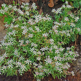 50 Graines de Sedum Album, Orpin Blanc