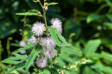 Graines Mimosa pudica, Sensitive, mimosa pudique