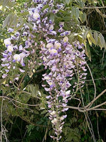 Graines Wisteria Floribunda, Glycine du Japon