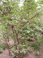 Graines de Cornus controversa, Cornouiller des Pagodes