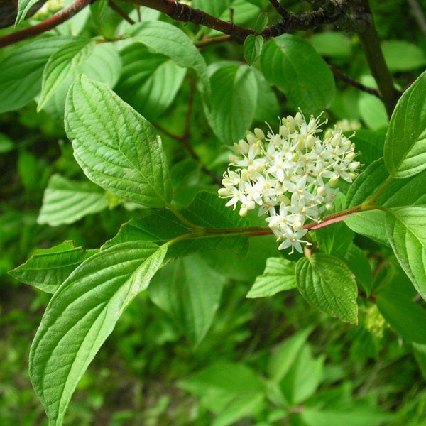 Graines Cornus stolonifera, Cornouiller soyeux