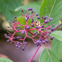 Graines Cornus stolonifera, Cornouiller soyeux