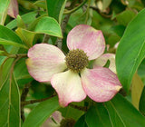 Graines Cornus capitata, Cornouiller de l'Himalaya