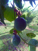 Graines Passiflora Ligularis, Grenadelle, Grenadille sucrée, Grenadille douce