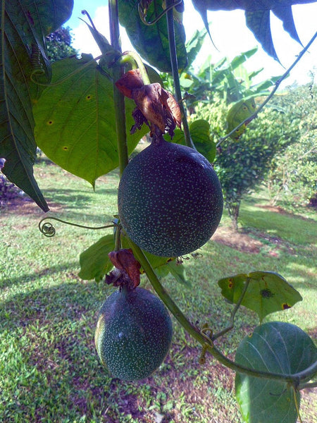 Graines Passiflora Ligularis, Grenadelle, Grenadille sucrée, Grenadille douce