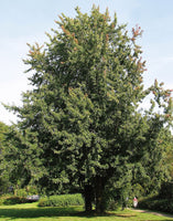 Graines Acer saccharinum, Érable argenté, Érable de Virginie, Plaine blanche