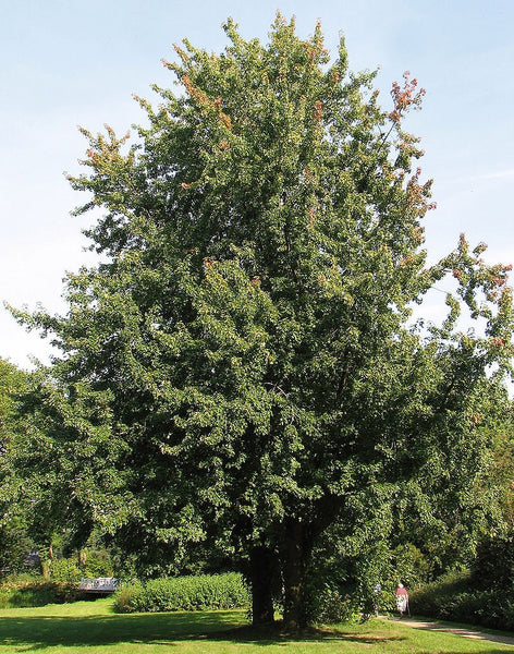 Graines Acer saccharinum, Érable argenté, Érable de Virginie, Plaine blanche