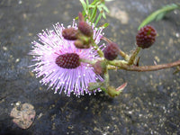 Graines Mimosa pudica, Sensitive, mimosa pudique