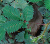 Graines Mimosa pudica, Sensitive, mimosa pudique