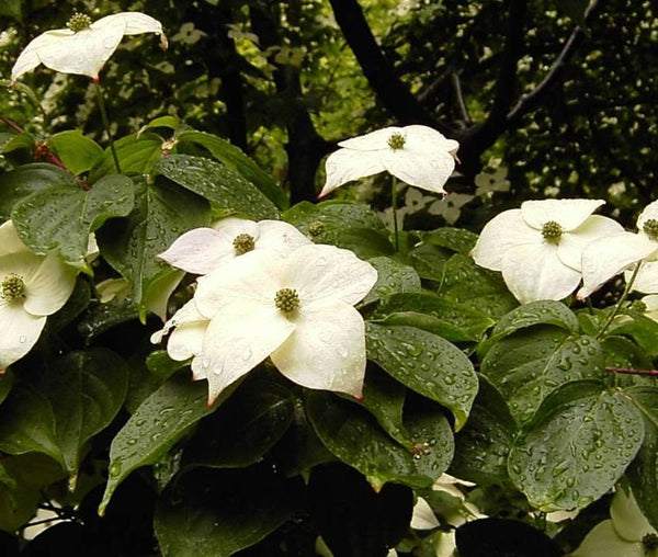 Graines de Cornus kousa, Cornouiller du Japon