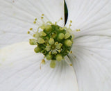 Graines de Cornus kousa, Cornouiller du Japon